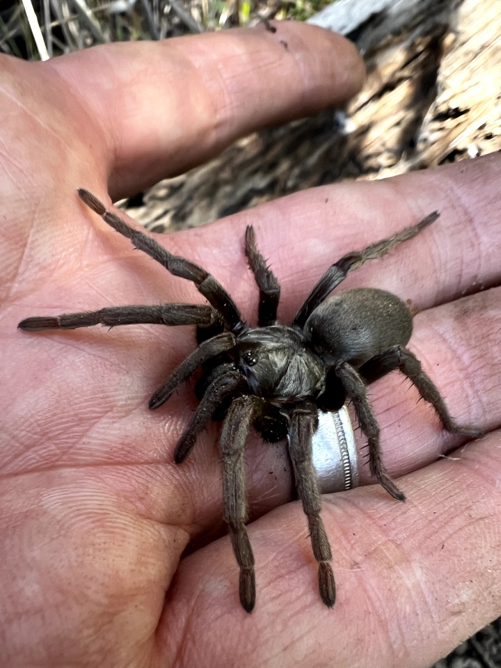 False Tarantula